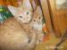 Daruji 9 krásných koťátek - Darování