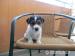 šteniatka jack russel terier - Predaj
