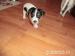 šteniatka jack russel terier - Predaj