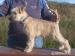 Irish Soft Coated Wheaten Terrier - Prodej