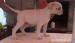 American bulldog - vyber z vrhu - Predaj