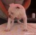 American bulldog - vyber z vrhu - Predaj