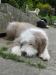 Bearded Collie - posledné šteniatko vzacne farby  - Predaj