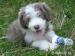 Bearded Collie - posledné šteniatko vzacne farby  - Predaj