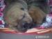 Predám šteniatka Shar-Pei  - Predaj