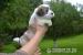 coton de tulear - Prodej