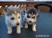Sibírsky husky - Predaj