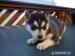 Sibírsky husky - Predaj