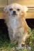 Chihuahua długowłose rodowodowe FCI - Predaj