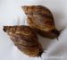 Achatina Reticulata - mimina - Prodej