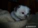 Ragdoll - Prodej