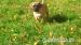 Cane Corso s PP - Predaj