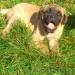 Cane Corso s PP - Predaj