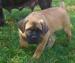 Cane Corso s PP - Predaj