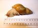 Achatina Iredalei - Prodej
