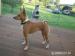 basenji štěňátka - Prodej
