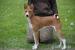 basenji štěňátka - Prodej