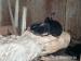 kralickovia na predaj - Predaj