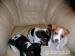 jack rusell terrier - Predaj