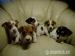 jack rusell terrier - Predaj