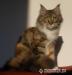 Maine  coon excellente kittens for sale - Sprzedaż