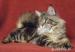 Maine  coon excellente kittens for sale - Sprzedaż