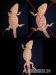 Agama Vousatá - Pogona Vitticeps - prodám - Prodej