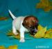 Jack Russel Terrier s PP - Prodej