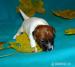 Jack Russel Terrier s PP - Prodej