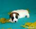 Jack Russel Terrier s PP - Prodej