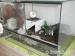 Prodám brachypelma annitha 4 cm - samice - Prodej