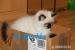 Ragdoll s PP - Prodej