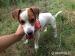 Jack Russel teriér - Predaj