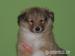 Šteniatka šeltie,sheltie - Prodej