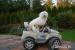 Coton de Tulear - Prodej