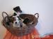 jack russell terier štěnátka - Prodej