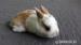Prodáme mláďata zakrslého králíčka - Prodej