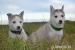 Sibiřský Husky - Prodej