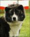 Akita inu sten'ata na predaj - Predaj