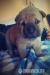 Predám šteniatka SHAR-PEI  - Predaj
