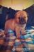 Predám šteniatka SHAR-PEI  - Predaj