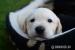 Šteniatka labradorského retrivera - Predaj