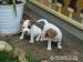 jack russel teriér - Predaj