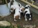 jack russel teriér - Predaj