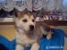 Sibírsky husky - Predaj