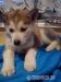 Sibírsky husky - Predaj