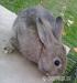 Trpasličie králiky - Predaj