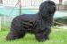 Briard - Prodej
