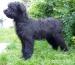 Briard - Prodej