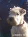 Irish Soft Coated Wheaten Terrier - Prodej